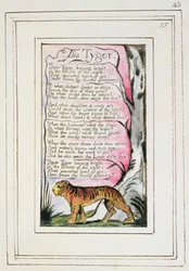 Der Tiger: Platte 43 aus 